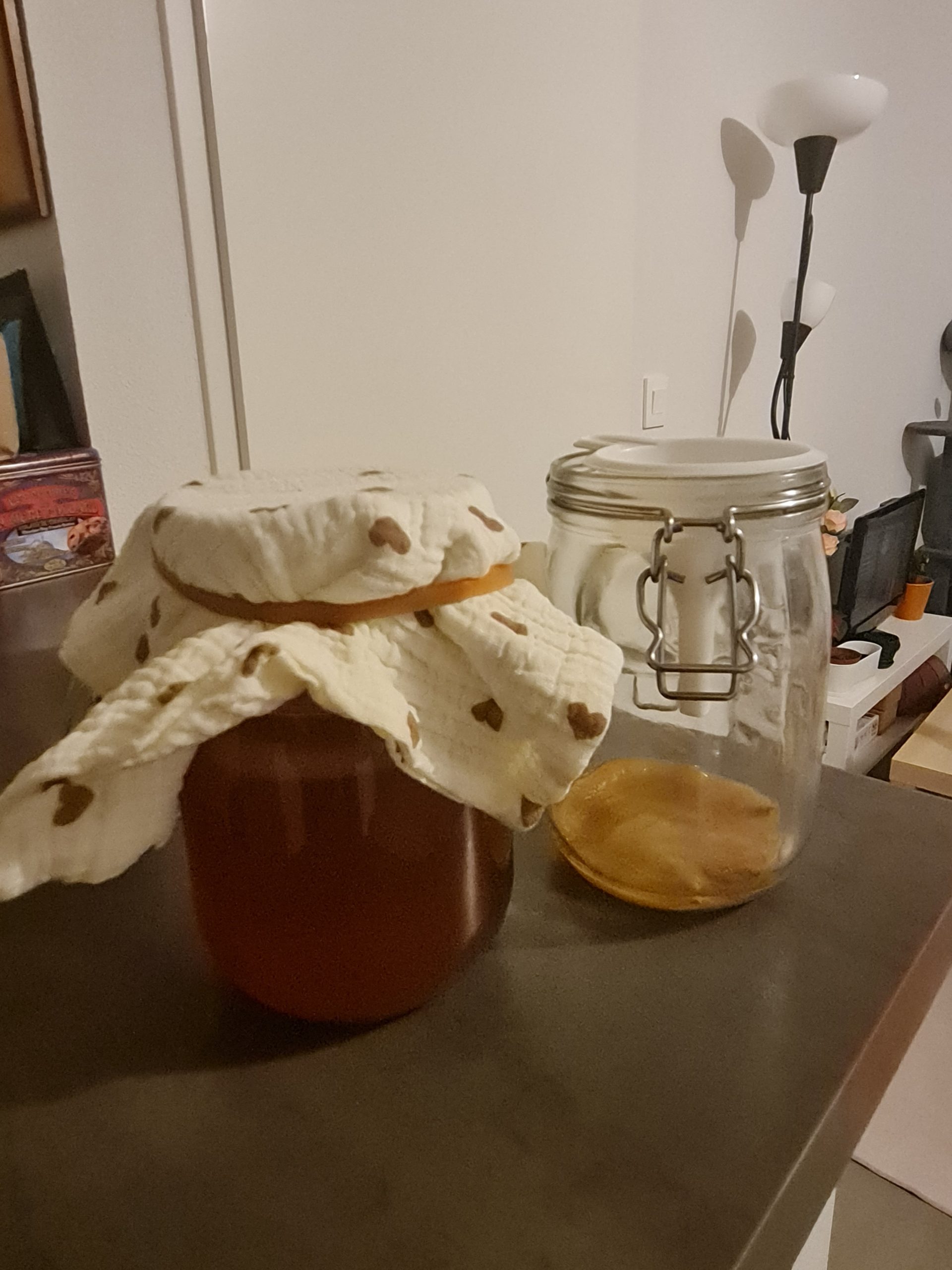 Mère de Kombucha – Image 2